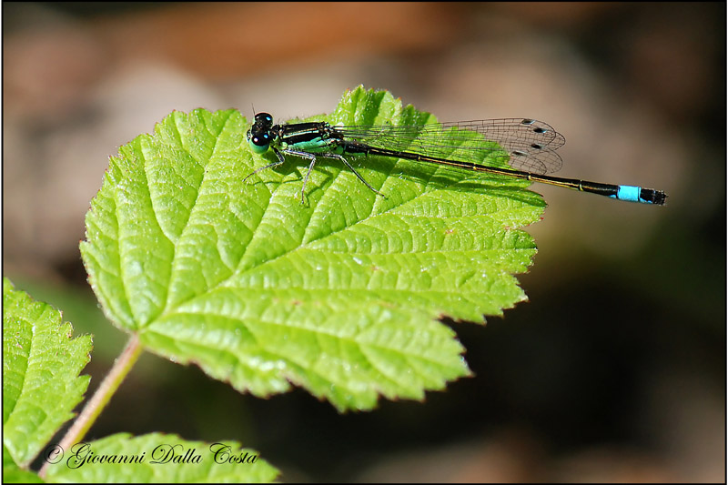 Damigelle da identificare